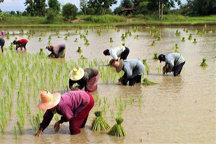 Thai women farming